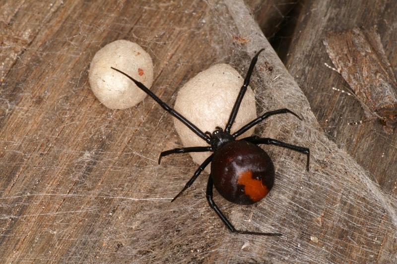 Latrodectus_hasselti_D3637_Z_88_Hamelin pool_Australie.jpg